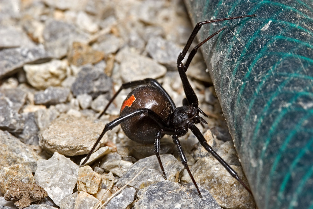 Redback spiders | Safeguard Pest Control | Sunshine Coast