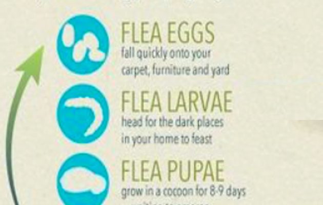 How to get rid of fleas