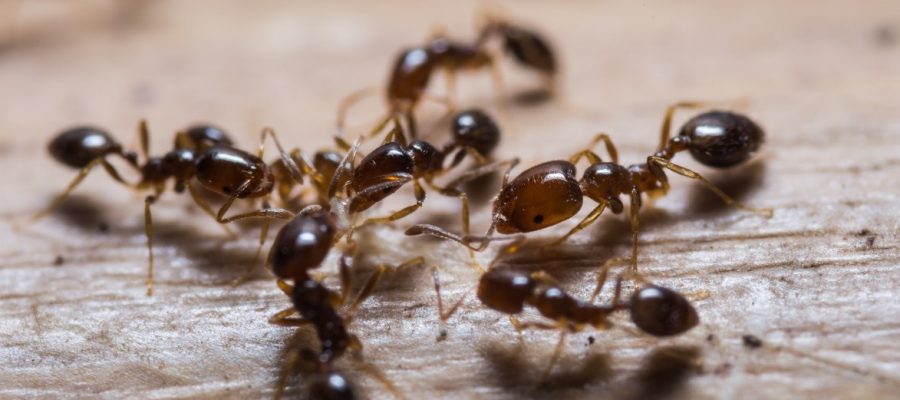ant prevention and control