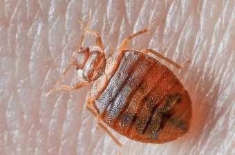 How to tell if you have bed bugs