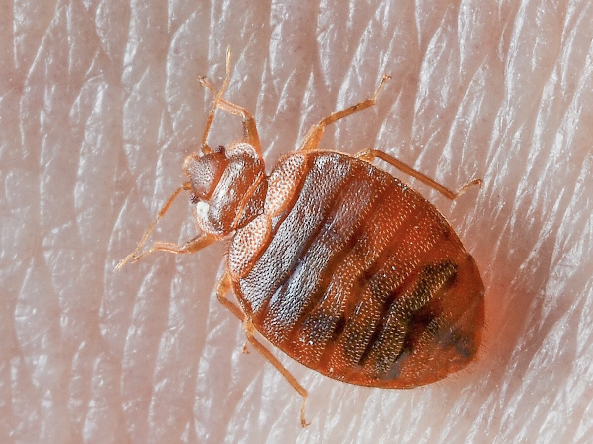 How To Tell If You Have Bed Bugs The Most Unmistakeable Signs Here Safeguard Pest Control