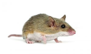 Types of Rodents