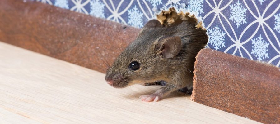 rat-prevention