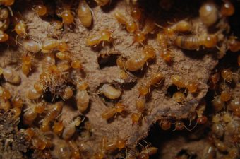 termite treatment