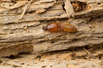 termite identification
