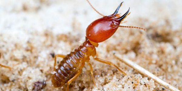 how to detect termites