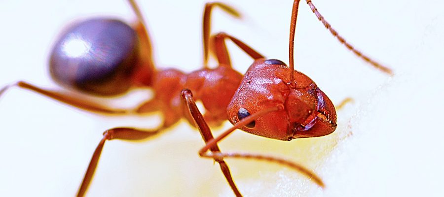 Ant Identification and Control