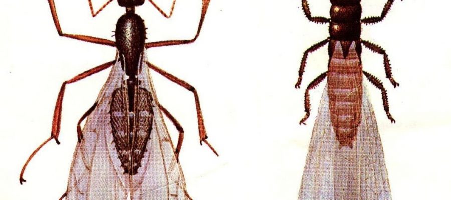 ants and termites