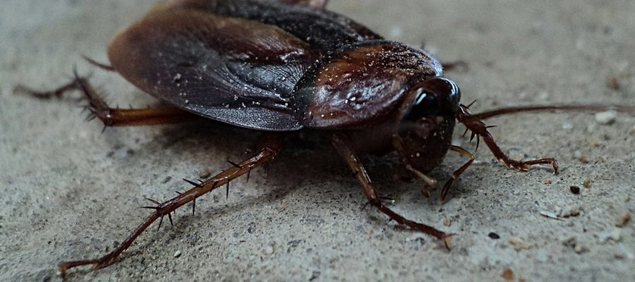 cockroach eradication