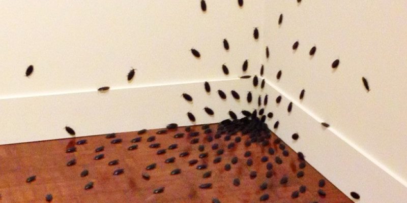Cockroach Infestation, Safeguard Pest Control | Mooloolaba, Buderim, Coolum