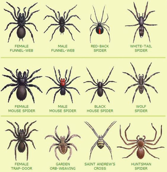 how to get rid of house spiders naturally