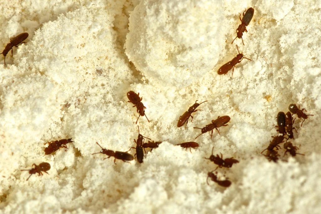 Get Rid Of Food Bugs Safeguard Pest Control Mooloolaba Buderim