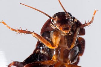 cockroach exterminator