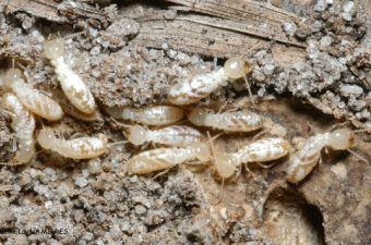 Termite Inspection, Sunshine Coast, Termites Sunshine Coast