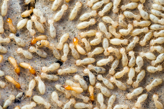 Flying Ants or Termites?