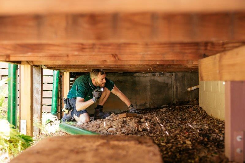 How Do Termites Get Into Your Home? | Safeguard Pest Control