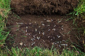 How To Get Rid of Lawn Grubs