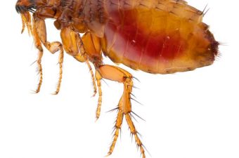 How To Prevent Fleas