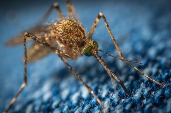 Ways To Avoid Mosquito Bites When Travelling