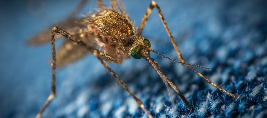 Ways To Avoid Mosquito Bites When Travelling