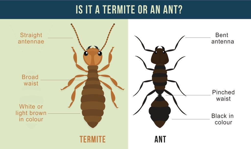 Termite Or Ant 