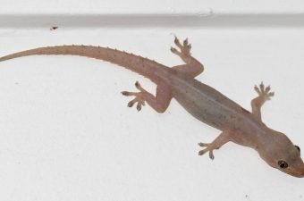 Asian Geckos and How To Control Them