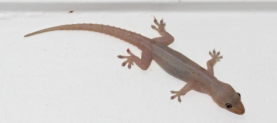 Asian Geckos and How To Control Them