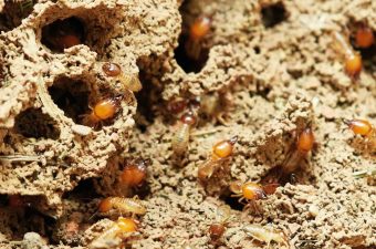 what attracts termites