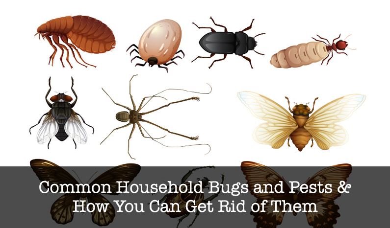 Unwanted Roommates: The 7 Most Common Household Bugs in Australia |  Safeguard Pest Control