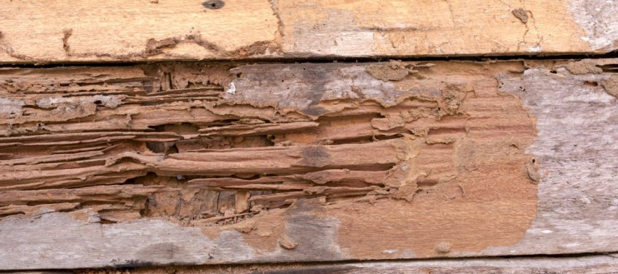 The Effects of Termite Damage
