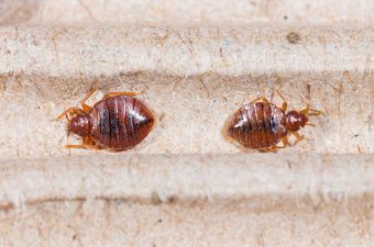bugs that look like bed bugs