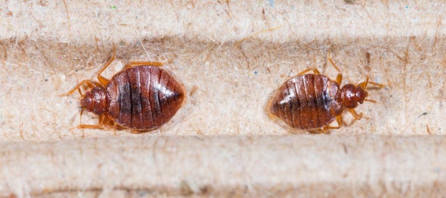 It Is... or Is It Not? 7 Bugs That Look Like Bed Bugs But Aren't |  Safeguard Pest Control
