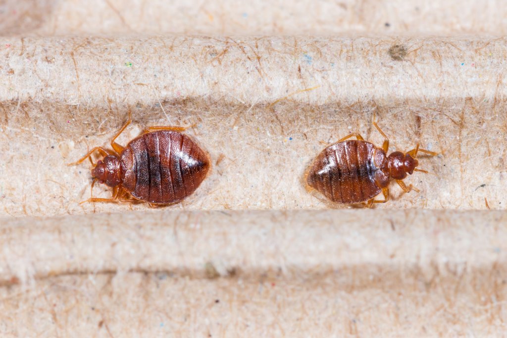 Bugs That Look Like Bed, Do Bed Bugs Live In Rugs