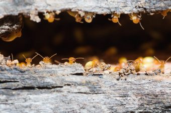 Termite Prevention