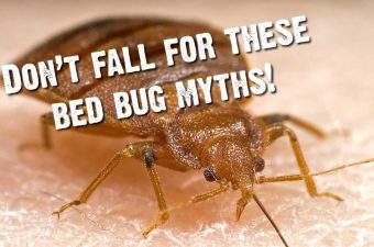 7 Common Bed Bug Myths