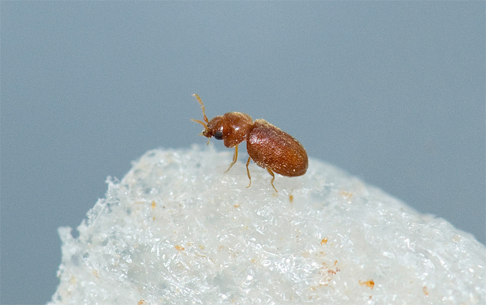 pantry beetle larvae