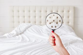 How to Get Rid of Bed Bugs Quickly