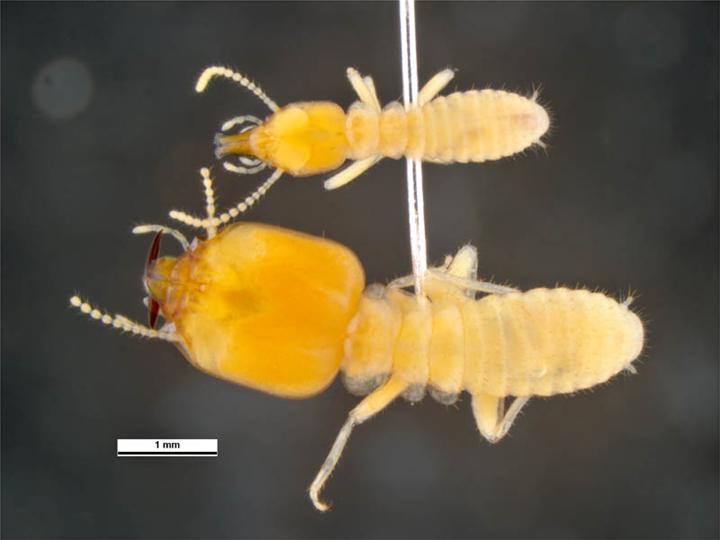What do termites look like 