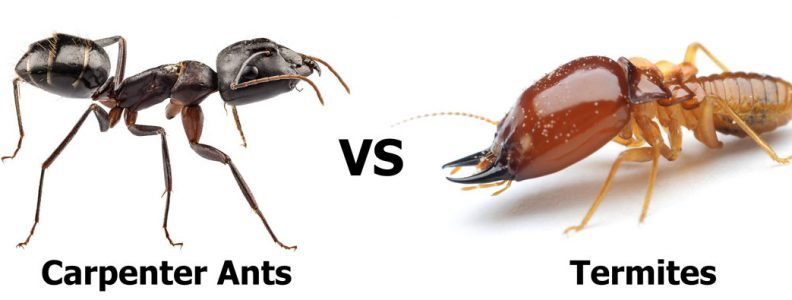 What Is the Difference Between Carpenter Ants and Termites?