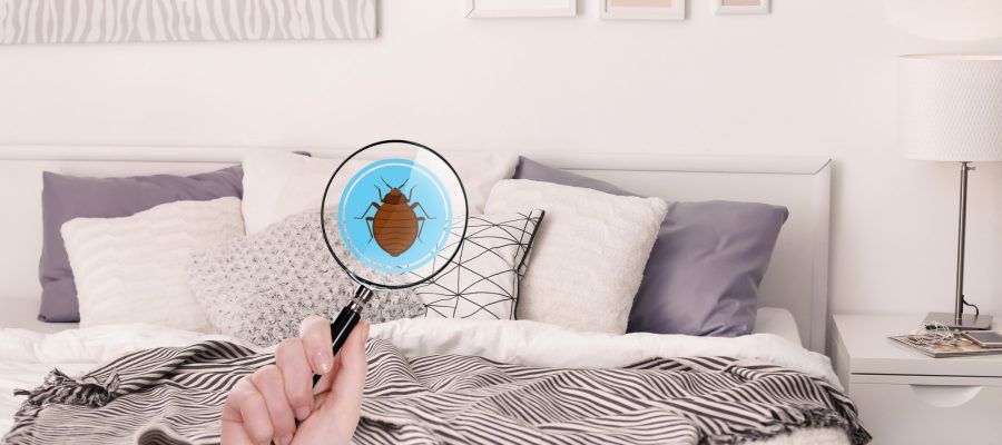 how much does it cost to get rid of bed bugs
