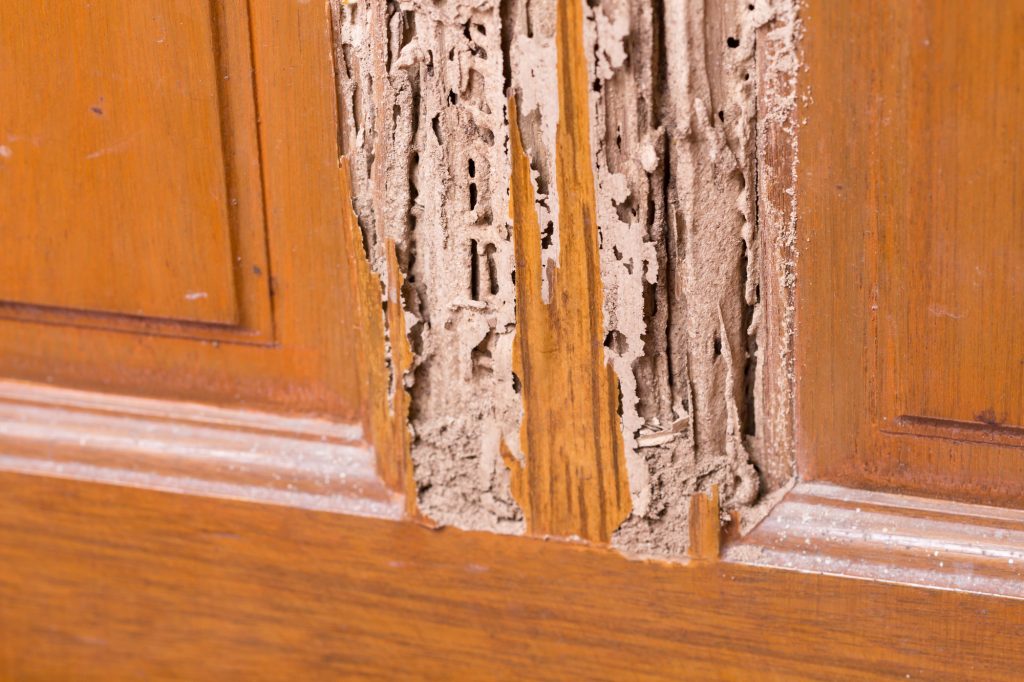 Termite Detection Archives Safeguard Pest Control