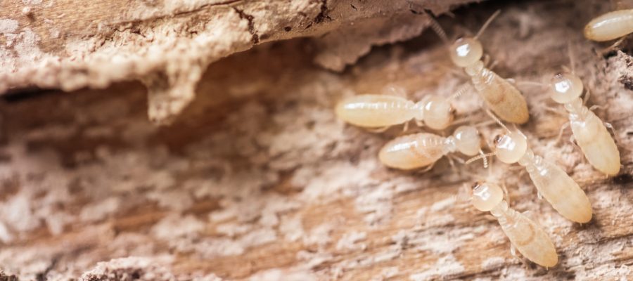 home termite repair