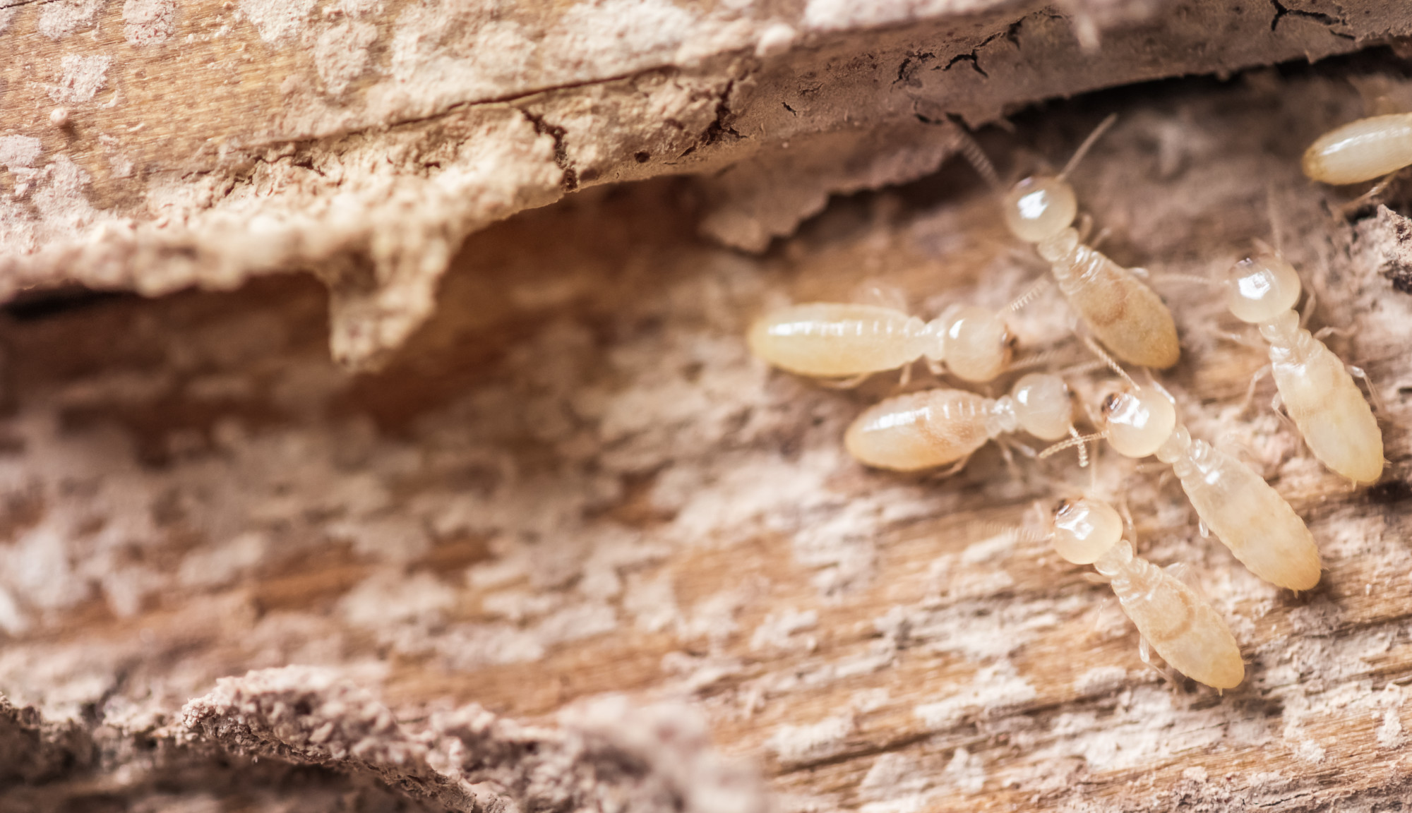 The Top Warning Signs You May Need Home Termite Repair Today