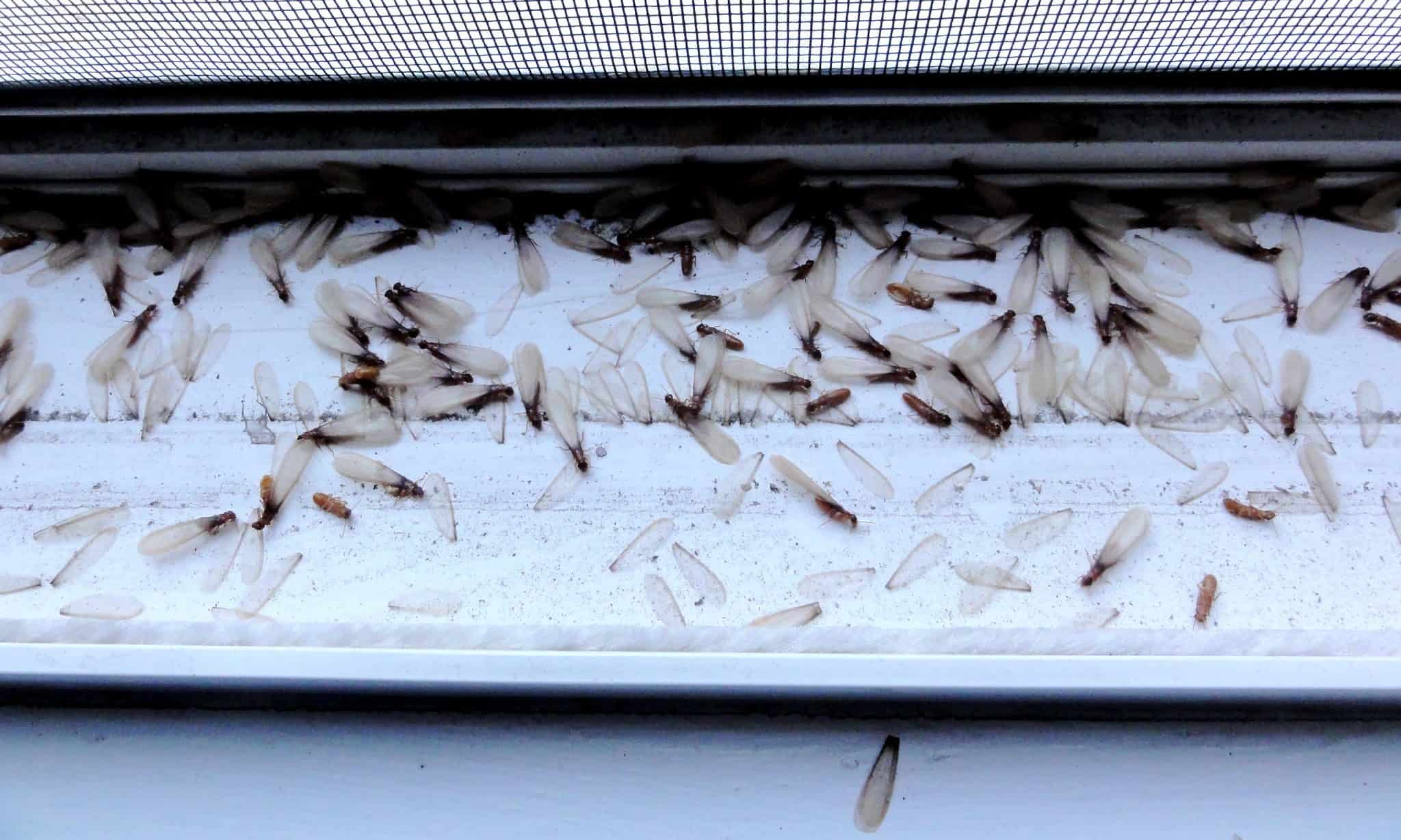 Termite Swarms 