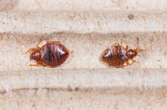 bed bugs in the workplace