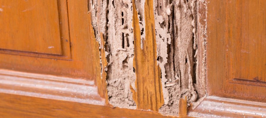 termite damages