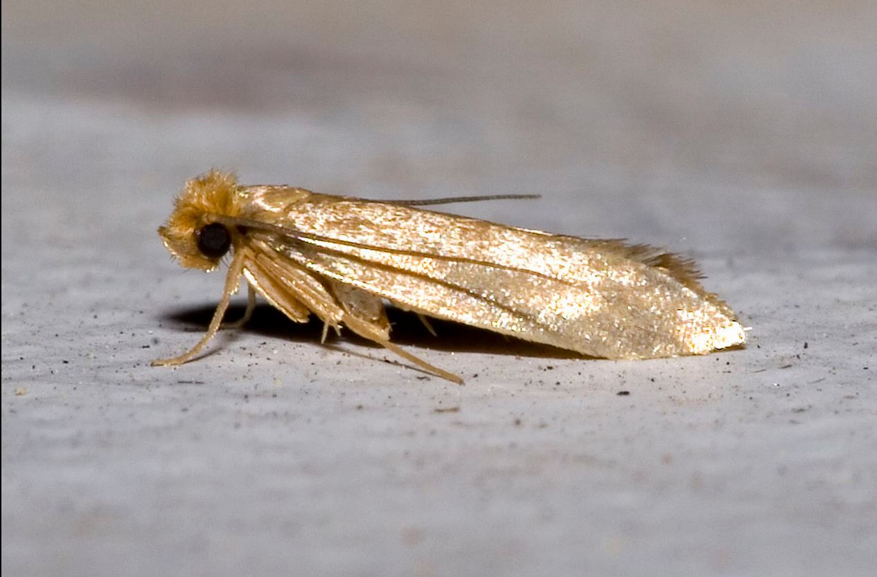 How to Get Rid of Moths Indoors 