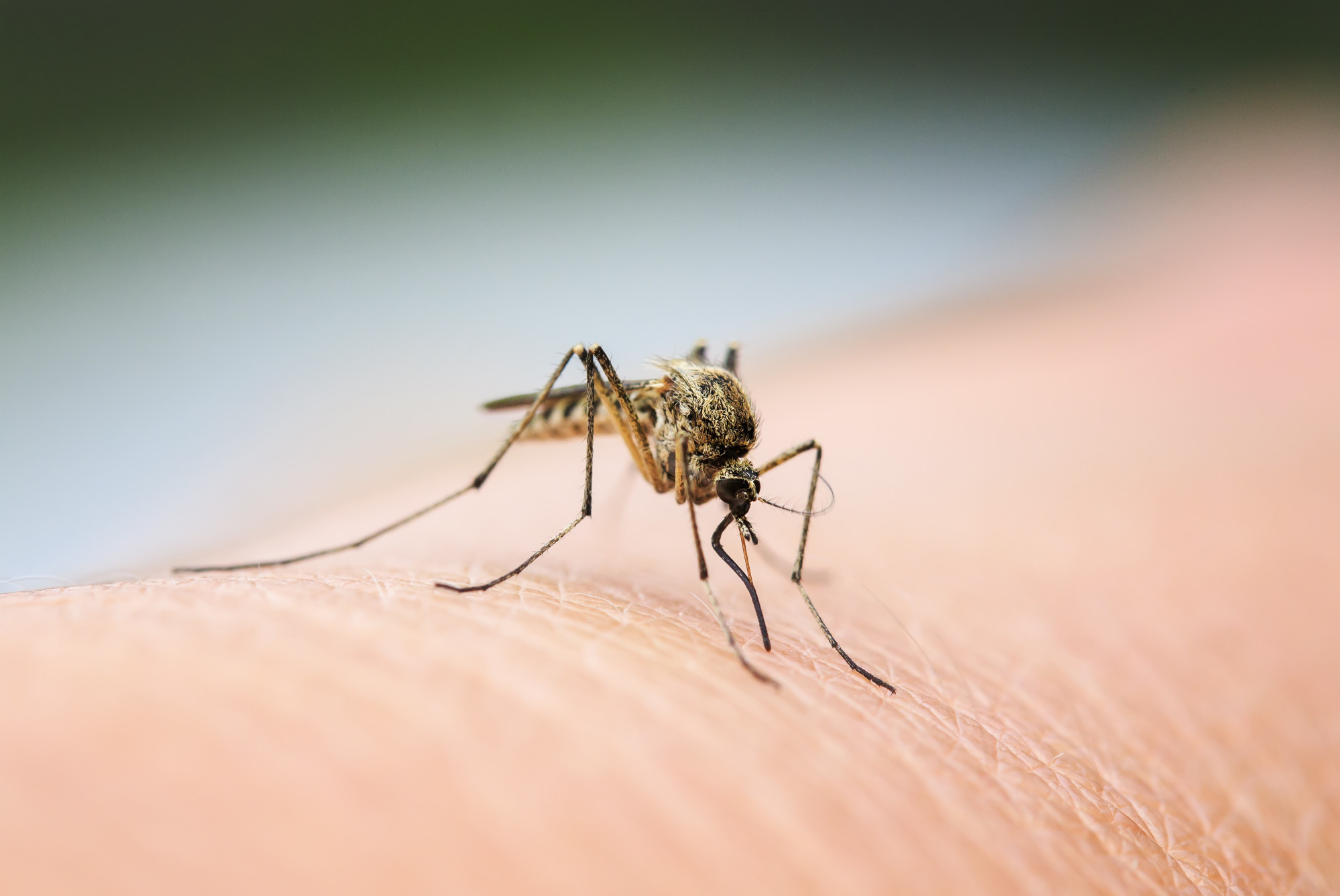 Natural Mosquito Control Durham Nc