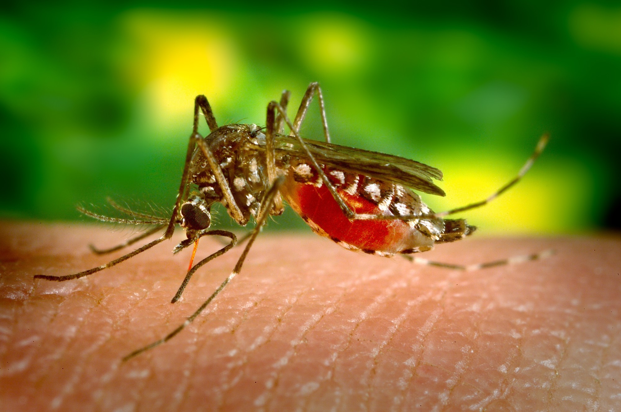 7 Signs You Have a Mosquito Infestation | Safeguard Pest Control