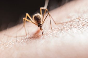 mosquito problem
